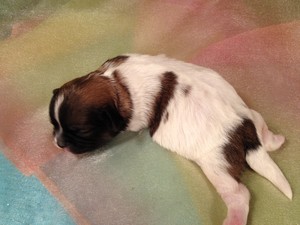 Male Parti colored Teddy Bear puppy for sale #6 Ready Dec. 2012|Breeder for Minnesota and Iowa